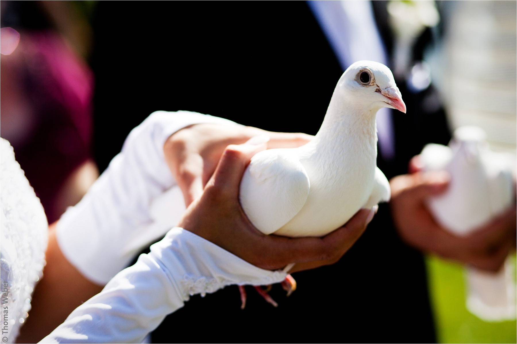 Hochzeitsfotograf Rangsdorf (Berlin): Hochzeit auf der Insel Falkenstein in Rangsdorf nahe Berlin (21)