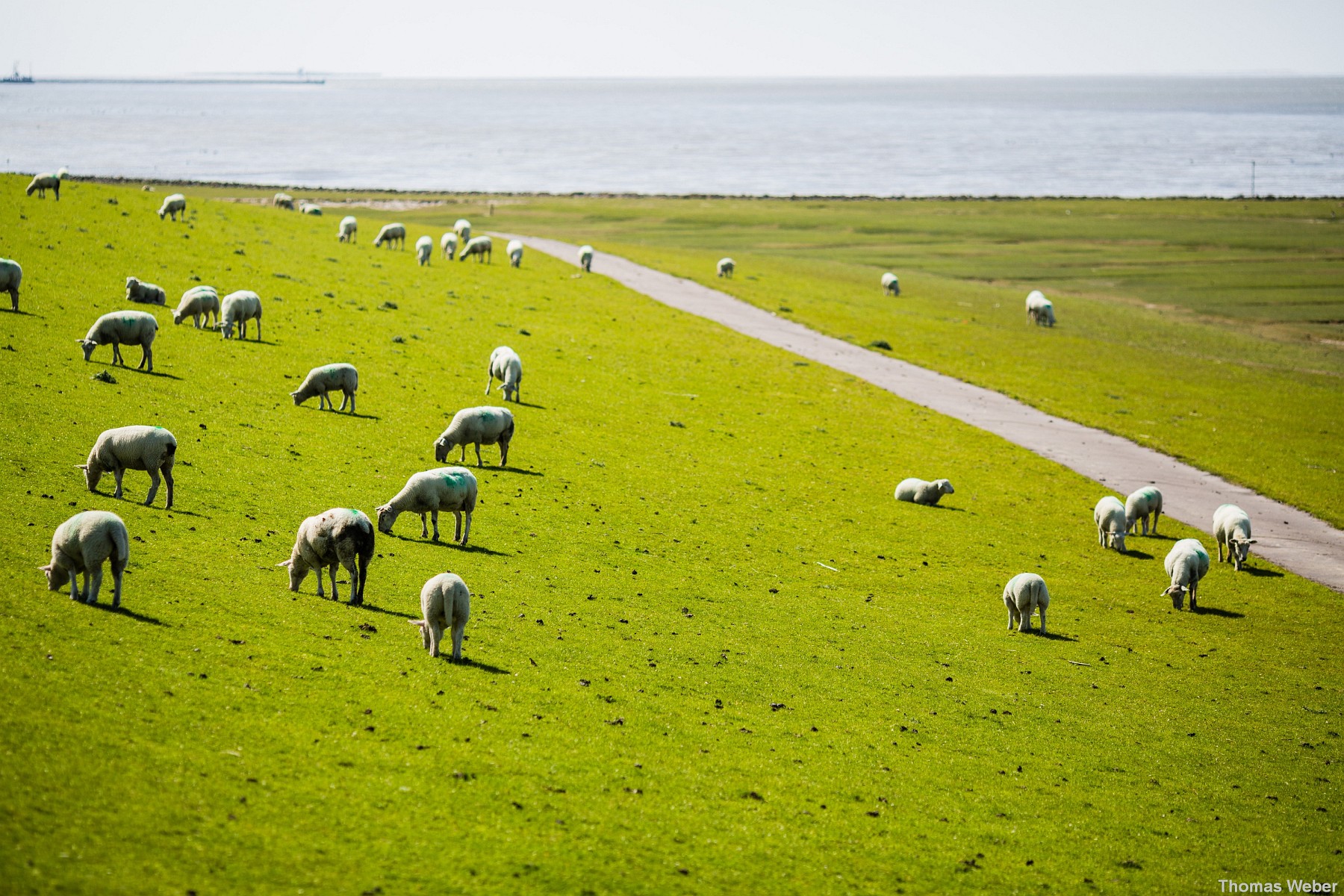 Standesamtliche Hochzeit auf dem Leuchtturm der Insel Pellworm, Hochzeitsfotograf Thomas Weber